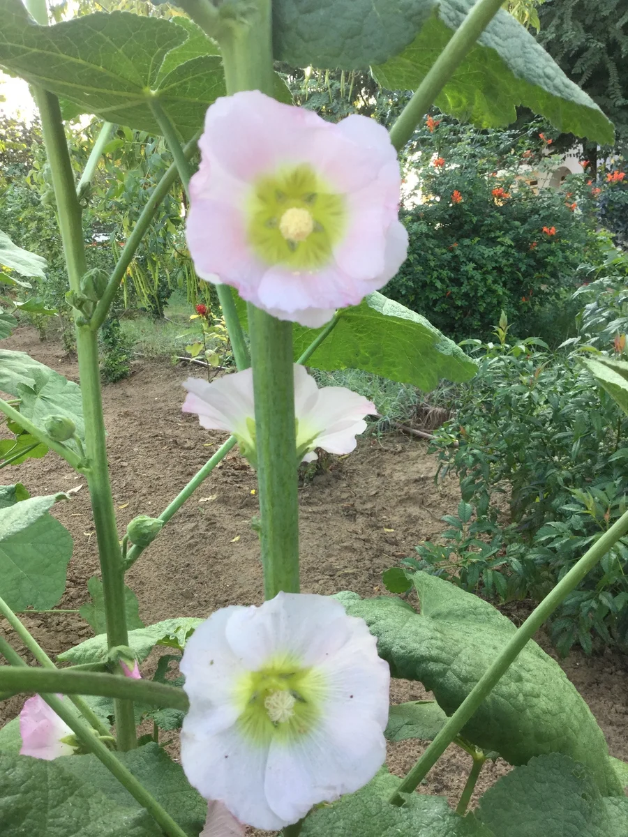pale pink hollyhocks 1200